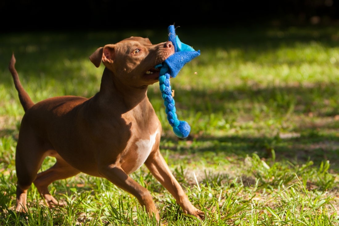 dog with fleece toy.jpg