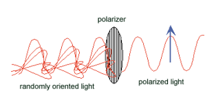 polarized light.png