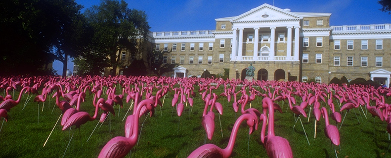 Flamingos_resized.jpg