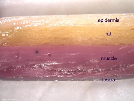 2012-01-hydrogel-skin-model.jpg