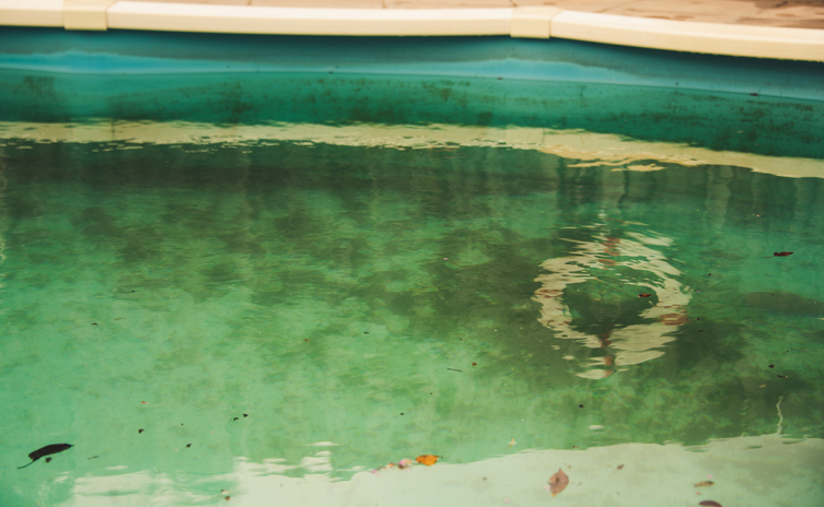 Algae swimming pool.jpg
