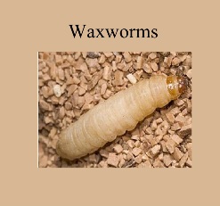 waxworm smaller still.jpg