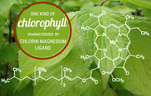 Chlorophyllfinal2.png