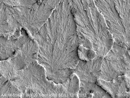 SEM of freeze fracture surface of UHMWPE