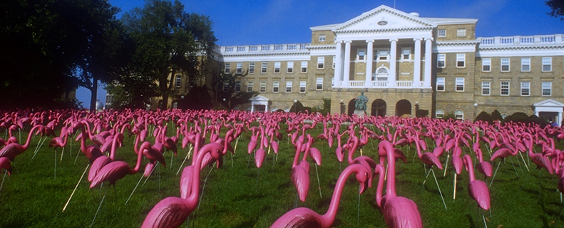 Phoenicopterus Ruber Plasticus