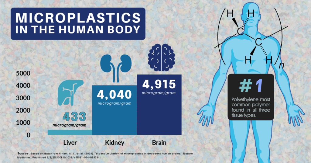 Microplastics found in the liver, kidney and brain based on data from the Nihart study
