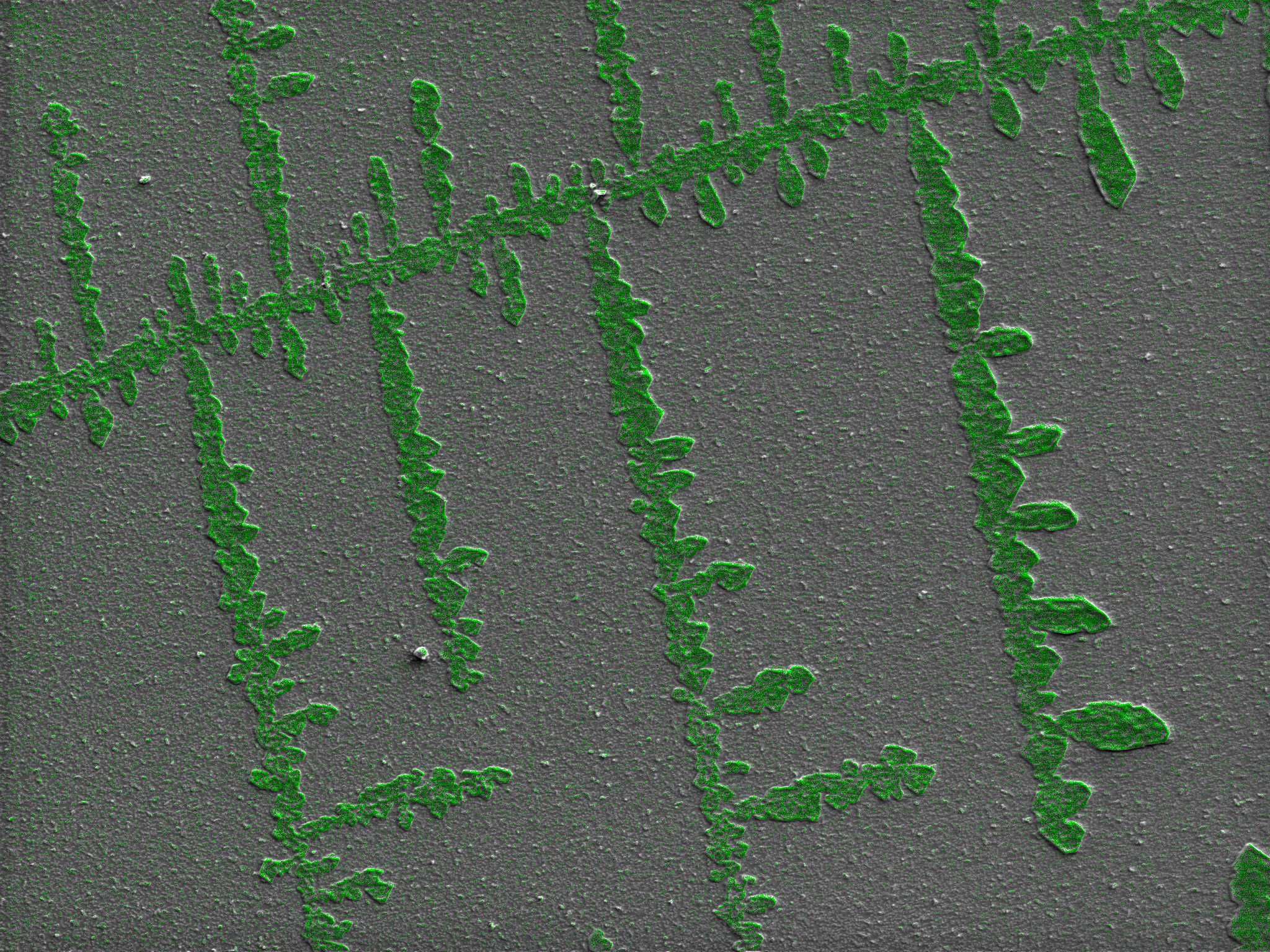 Microscopy Analysis