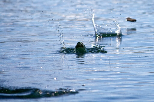 Balls That Can Walk on Water Balls That Can Walk on Water