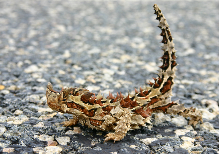 Like Water off a Thorny Devil’s Back Like Water off a Thorny Devil's Back
