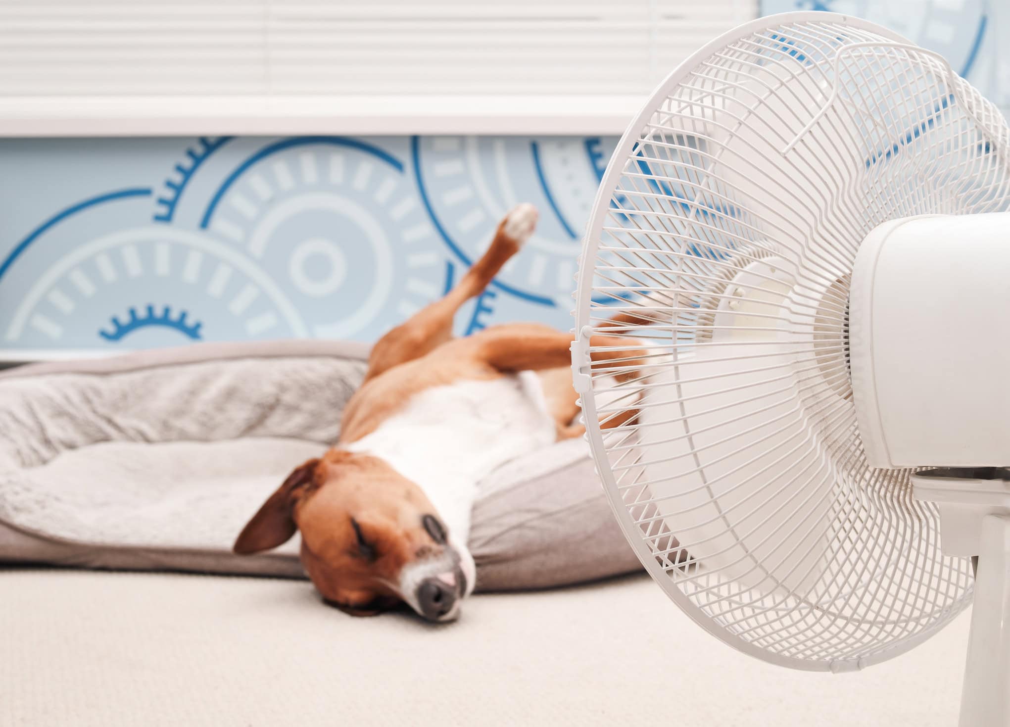 Dog cooling off in front of fan