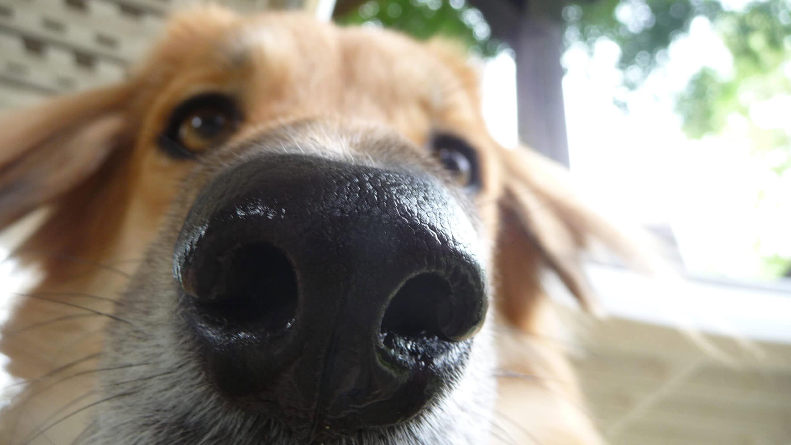 Sniffing Out Biomarkers Using Chromatography: HS-GC-MS in Medical Device Development