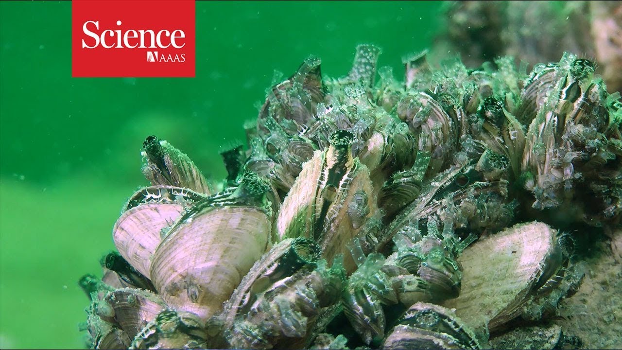 New Polymer Defeats Sticky Submarine Creatures